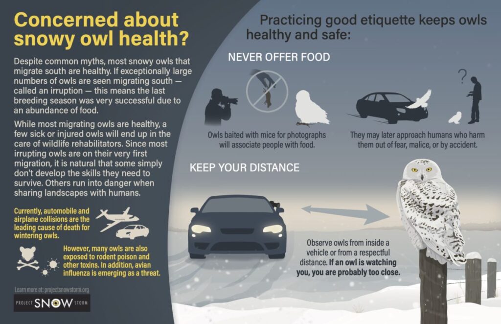 Owl Protection How to Advocate for Snowy Owl Protection in Your Community